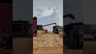 Harvesting triticale seed in Buhl Idaho Its a great time to call your TriCal® associate [upl. by Annatnom202]