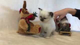 Birman kitten 4 weeks old Saba Paris wwwbirmanseu [upl. by Akierdna170]