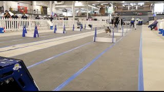 2023 NAFA® CanAm Classic Flyball Tournament NAFACanAm CanAm2023 Flyball FlyballTournament [upl. by Keeler837]