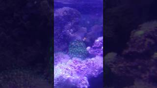 Clownfish hosting xenia coral [upl. by Newob]