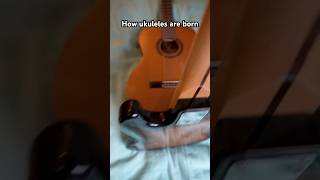 How ukuleles are born [upl. by Earissed]