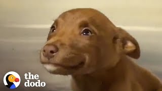 This Adorable Puppy Wouldn’t Stop Smiling in Her Shelter Kennel  The Dodo [upl. by Hahn]