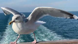 Meeuw op DFDS veerboot van Dover naar Duinkerken [upl. by Tnomel]