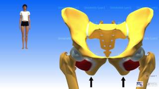 Muscles pelvitrochantériens [upl. by Enom]