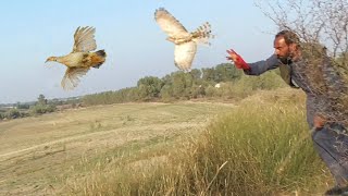 Best Partridge hunting 2024  goshawk hunting shikra hunting  Raptors Today [upl. by Ettenav]