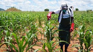 Malawi  les agriculteurs luttent contre les ravageurs des cultures cause de la baisse de la… [upl. by Linsk]