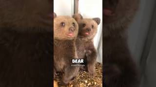 Can baby grizzly bears be the cutest animals animals grizzlybears babyanimals cute [upl. by Narcissus]