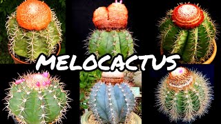 30 ESPÉCIES DE CACTOS DO GÊNERO MELOCACTUS PARA A IDENTIFICAÇÃO [upl. by Yate]