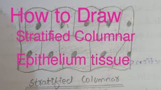 How to draw stratified columnar epithelium tissue very easily [upl. by Iccir751]