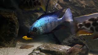 Fossorochromis rostratus male [upl. by Anitnoc]