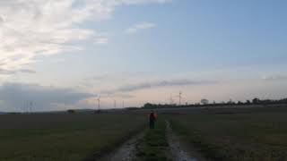 Falconry Tiercel landfill corvids [upl. by Reivaj]