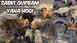 qurbani ke sabse saste bakre in Balapur  telangana potla amp ongole baby sheeps available [upl. by Tasha760]