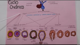 Cap 3 Embriologia Medica Langman Ciclo ovárico y fecundación⚕️ [upl. by Mcclure]