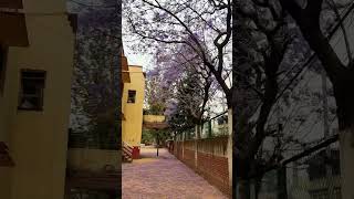 Jacaranda trending Trichandra Santoshkunwar balencity [upl. by Wetzell]