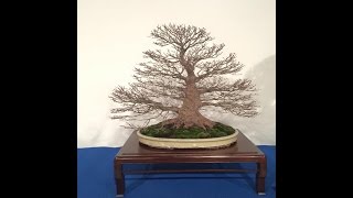 Noelanders Bonsai Show 2016 [upl. by Vina]