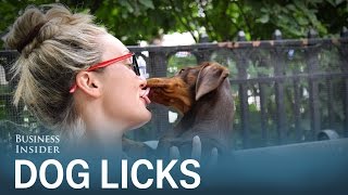 This is why you should stop letting your dog lick your face [upl. by Peppie974]