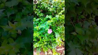 Nilkantha plantThunbergia erecta bush clock vine best flowering plant shorts youtubeshorts [upl. by Clemen]