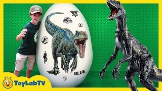 Giant Raptor Blue Dinosaur Egg Surprise Toys amp Dinosaurs For Kids from Jurassic World [upl. by Rosina726]