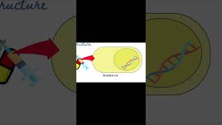 Metronidazole  Flagyl  Mechanism of Action  Pharmacology [upl. by Barkley]