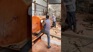 Cutting toona sinensis timber process [upl. by Yrojram]