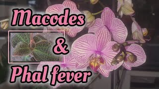 GARDENCENTER HAUL A NEW GENUS AND 3 NEW PHALAENOPSIS  AND UPDATES ON ALL 4 [upl. by Gerrie]