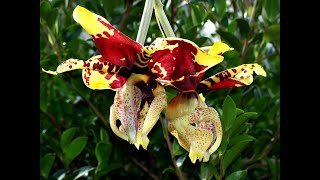 ORQUIDEA Stanhopea Tigrina CULTIVO y CUIDADOS orquídeas torito [upl. by Adolphe657]