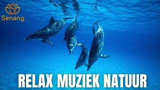 Relax Muziek Natuur  528 Hz 111 Hz yoga kalmerende activiteit studeren bewustzijn alertheid [upl. by Angy]