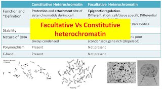 Constitutive Vs Facultative heterochromatin [upl. by Yetti160]