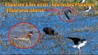 Phalarope à bec étroit quotPhalaropus lobatusquot Rednecked Phalarope [upl. by Martella]