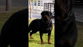 Pawsome Tricks Dogs Doing the Unexpected americanbully dogtrainingfundamentals [upl. by Inus]