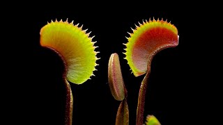 Care  CephalotusVenus Flytrap Care Video They’re Easy Bro [upl. by Curtis]