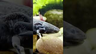 The Fascinating Axolotl Natures Regenerative Wonder fish axolotl nature ocean [upl. by Edlihtam]