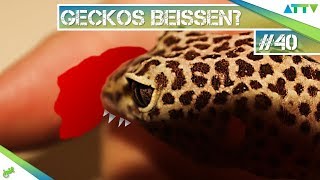 🦎Können Leopardgeckos GEFÄHRLICH beißen  40  GeckoTagebuch  AquaTerraTV [upl. by Nerrawed]