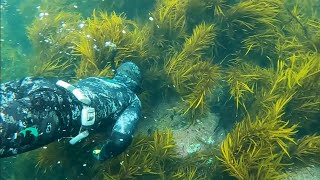 snorkelling for Abalone on the East Coast of Tasmania [upl. by Enialedam749]