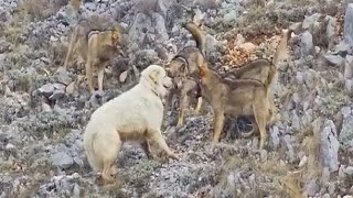 Sheep Dog Fends Off Entire pack of wolves by itself [upl. by Teage]