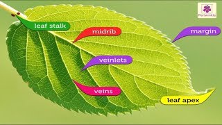 Structure of A Leaf  Environmental Studies Grade 4  Periwinkle [upl. by Okemak]