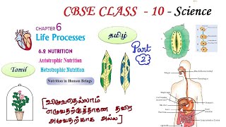 Life Processes in Tamil  Part 02 Class 10 Science Chapter 6 Biology in Tamil CBSE NCERT Science [upl. by Kennan638]