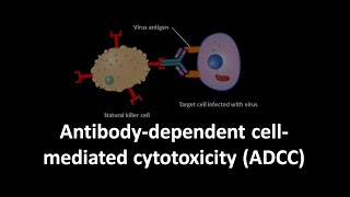 Antibody dependent cell mediated cytotoxicity [upl. by Nage]