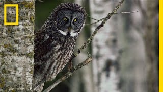 Great Grey Owl  Untamed Americas [upl. by Drarej792]