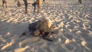 LaambSenegalese Wrestling Training at Dakar Senegal [upl. by Hairahcaz]