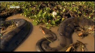 LA ANACONDA REINA DE LAS SERPIENTES  DOCUMENTAL [upl. by Olympias]