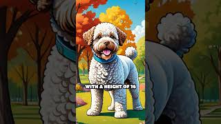 The Comedic Lagotto Romagnolo [upl. by Lebazej]