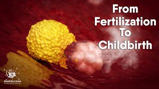 from fertilization to childbirth  3d medical animation  by Dandelion Team [upl. by Yelrah805]