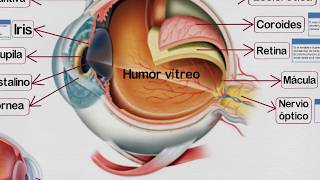 🔵 Partes del OJO HUMANO y sus Funciones ✔️ [upl. by Viking216]