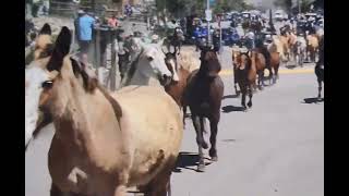 2013 Halston Montana Chunkys Horse Drive Movin [upl. by Terencio]