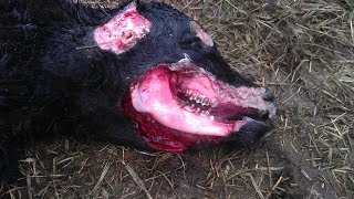 Cattle Mutilation Explained [upl. by Lenwood]