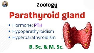 Parathyroid gland  B Sc amp M Sc  Zoology [upl. by Susi654]