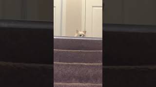 Watching fluffy from the basement stairs funny fluffly dog [upl. by Rebmyk]