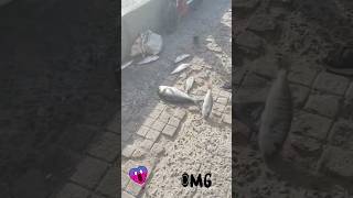 Cosa succede 😱😱 short shorts fishing funny shortvideo fish shortsvideo funnyvideo viral [upl. by Zeitler]