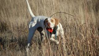 Bobwhite and Blue quail flushing over pointing dogs  Oklahoma Quail Hunting [upl. by Rebeca]